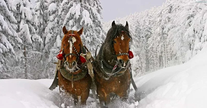 Krakow: Zakopane Snowmobile & Kulig Day Trip with Dinner — snowmobile tour in Zakopane